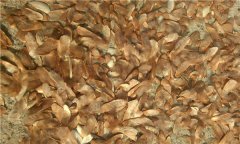 種子基地如何使用農(nóng)業(yè)氣象站來(lái)提高種子基地的產(chǎn)量？