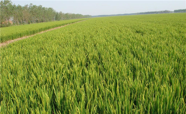 種子基地如何使用農(nóng)業(yè)氣象站來提高種子基地的產(chǎn)量？