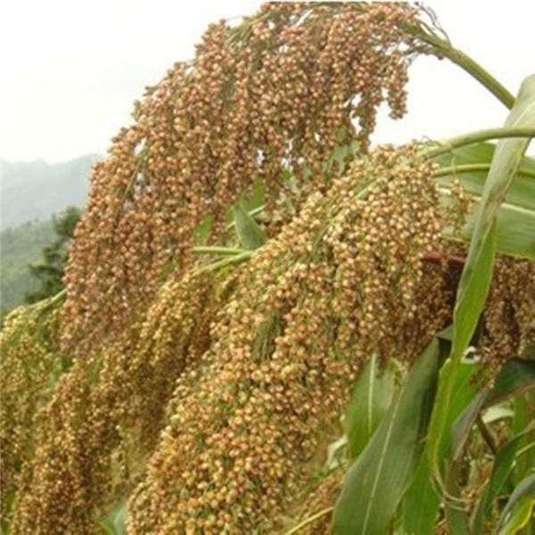 種子基地如何使用農(nóng)業(yè)氣象站來提高種子基地的產(chǎn)量？