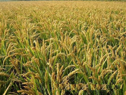 河南農(nóng)業(yè)氣象站逐步實(shí)現(xiàn)智能化氣象監(jiān)測(cè) 河南農(nóng)業(yè)氣象站逐步實(shí)現(xiàn)智能化氣象監(jiān)測(cè)