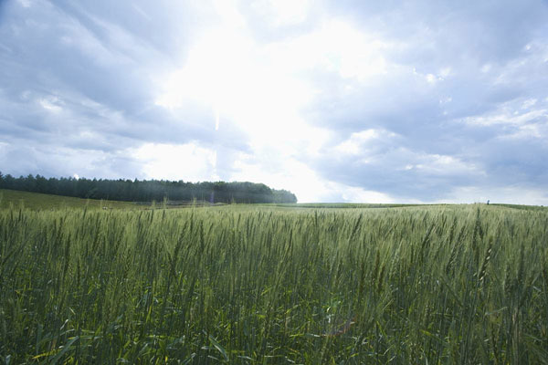 農(nóng)業(yè)氣象站 農(nóng)業(yè)氣象站