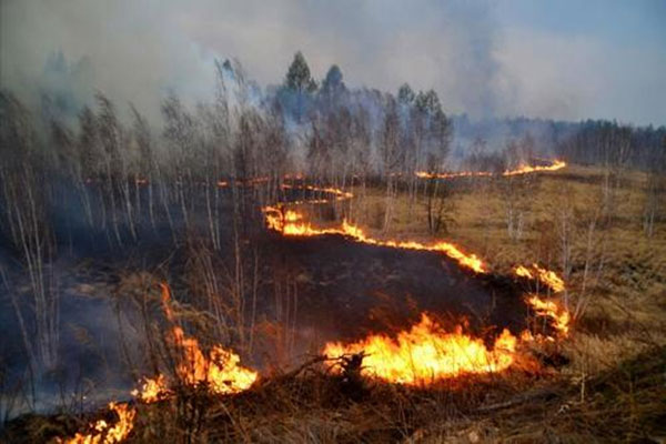 森林氣象站 森林氣象站