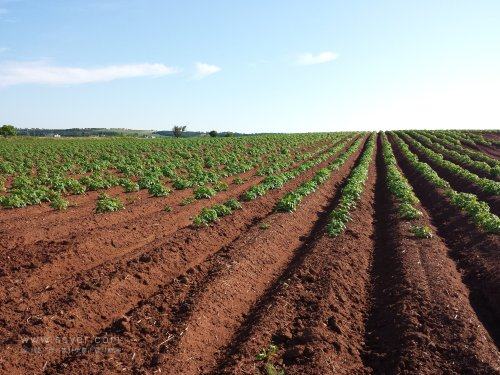 基于農(nóng)業(yè)物聯(lián)網(wǎng)，如何防治馬鈴薯疫?。? width=