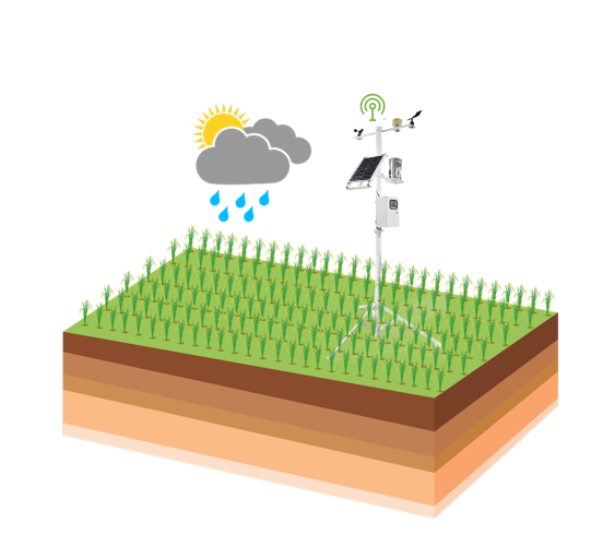 在番石榴的種植中，農(nóng)業(yè)四情監(jiān)測系統(tǒng)有何作用？